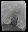 Bargain Greenops Trilobite - New York #42829-1